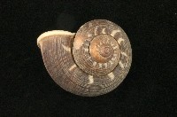 藏品(山蝸牛)的圖片